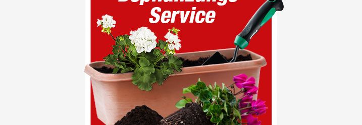 Blumenkasten mit Geranien und Handgärtnerwerkzeug